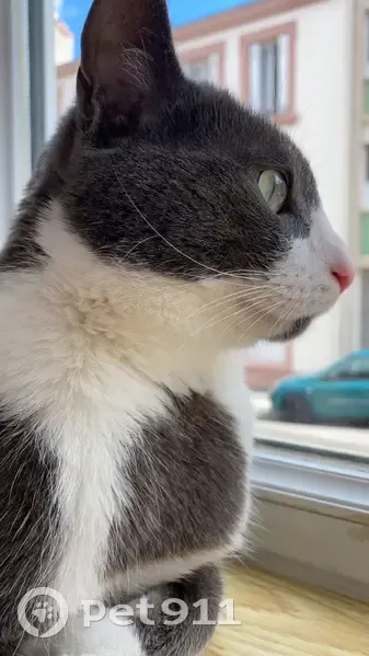 Chat perdu à Saint-Étienne : mâle dodu, yeux verts - photo