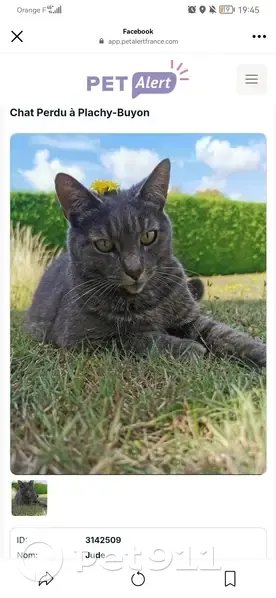 Chatte grise aux yeux verts disparue - photo