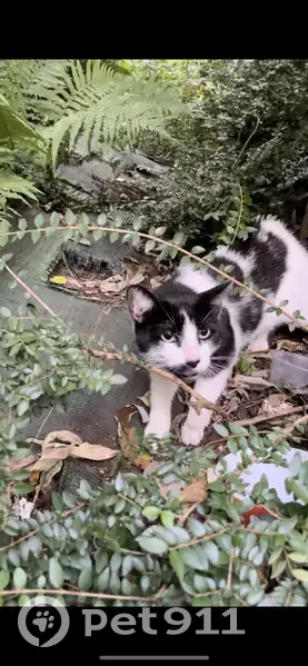 Chat trouvé rue Saint-Blaise, Paris - photo