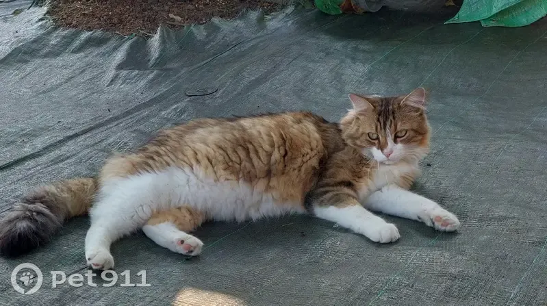 Chat tigré Mimi perdu à Montceau-les-Mines - photo