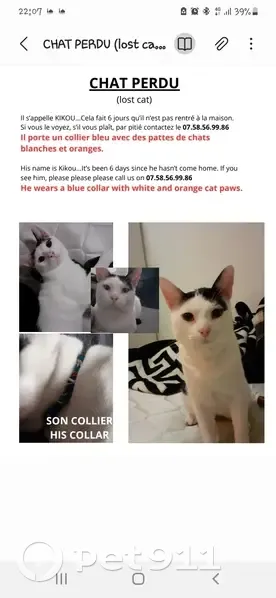 Chat Mâle Disparu, Blanc/Noir, Musclé, Palaiseau - photo