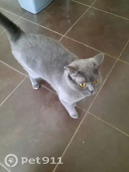 Chat perdu à Marseille, besoin de soins - photo