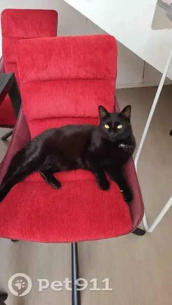 Chat noir mâle disparu à Lille, pucé et castré - photo