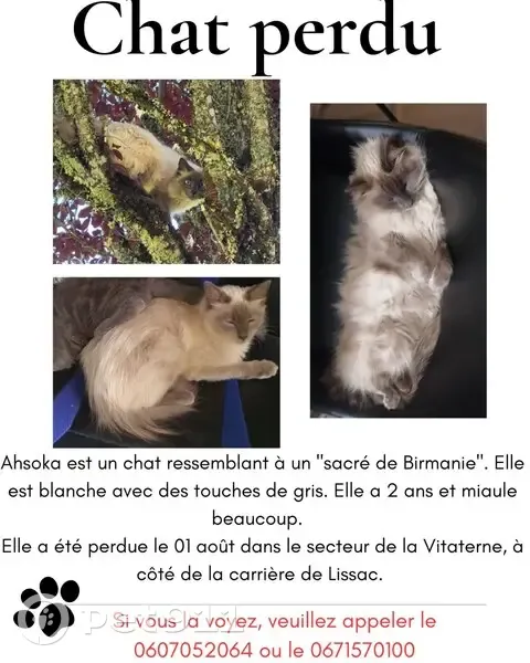 Chat perdu à Figeac : Sacré de Birmanie - photo