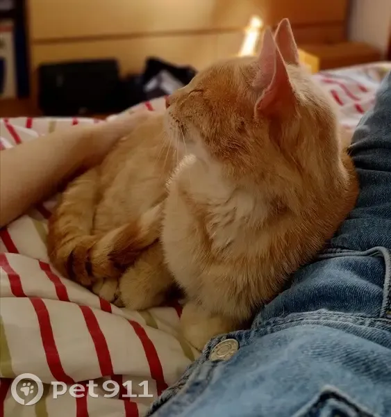 Chat roux clair perdu à Feuguerolles - photo