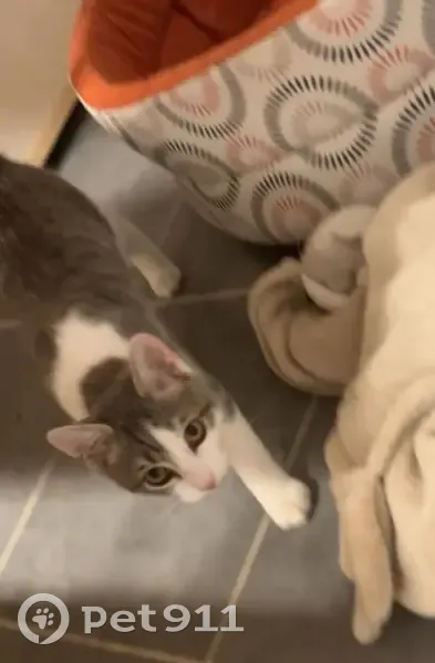 Chaton mâle trouvé, blanc et gris, câlin - photo