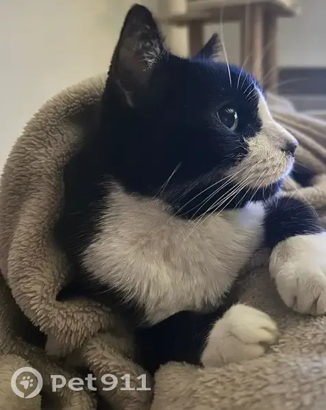 Chat Noir et Blanc Malade Disparu à Montroy - photo