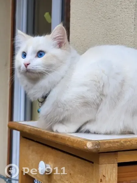 Chat Ragdoll mâle 1 an perdu à Montreuil - photo