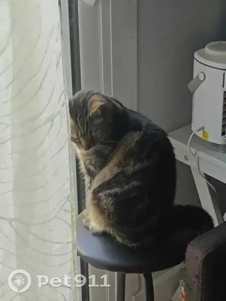 Chat européen disparu, Clos Fleuri, Bailly - photo
