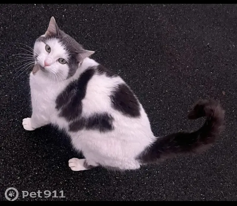 Chat noir et blanc perdu à Villeneuve-en-Retz - photo