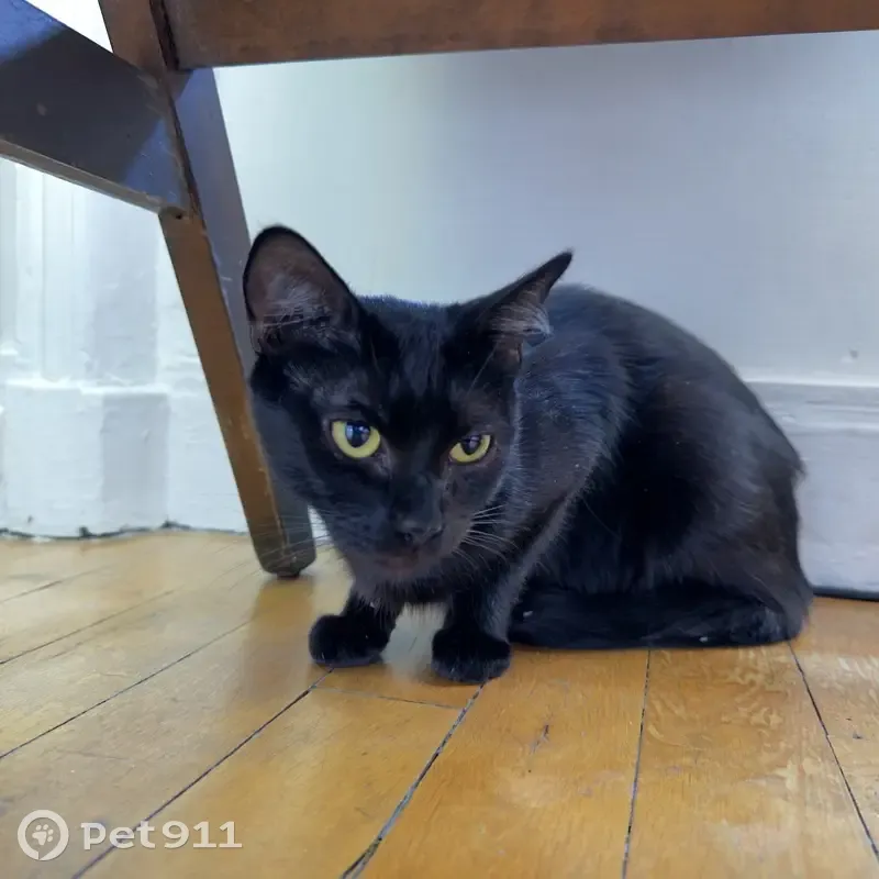 Jeune chatte trouvée Rue de Tahiti, Paris - photo