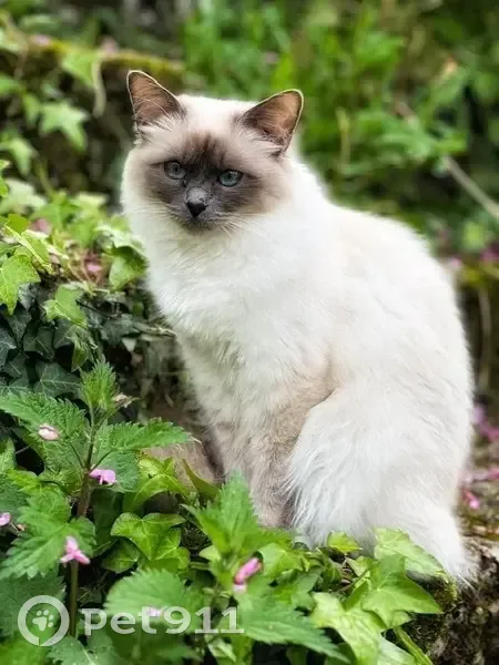 Chatte Sacrée de Birmanie disparue à Sergeac - photo