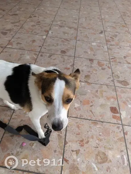 Jack Russell mâle trouvé, collier vert, Lille - photo