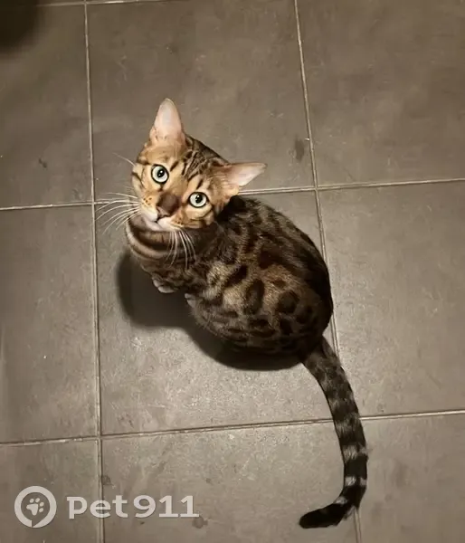Disparition: Chat Bengal 3 ans à Suresnes - photo