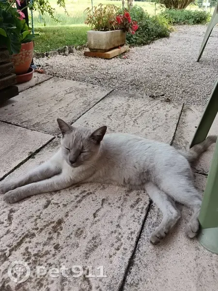 Chat trouvé à Etrez, Rue du Stade - photo