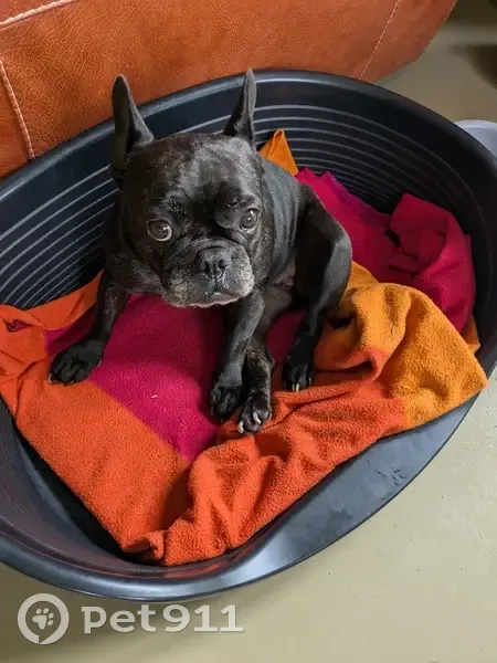 Chien disparu: Bouledogue femelle noire à Tournon - photo