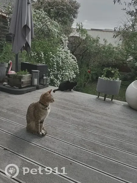 Chat Théa disparu près de la gare à Wasquehal - photo