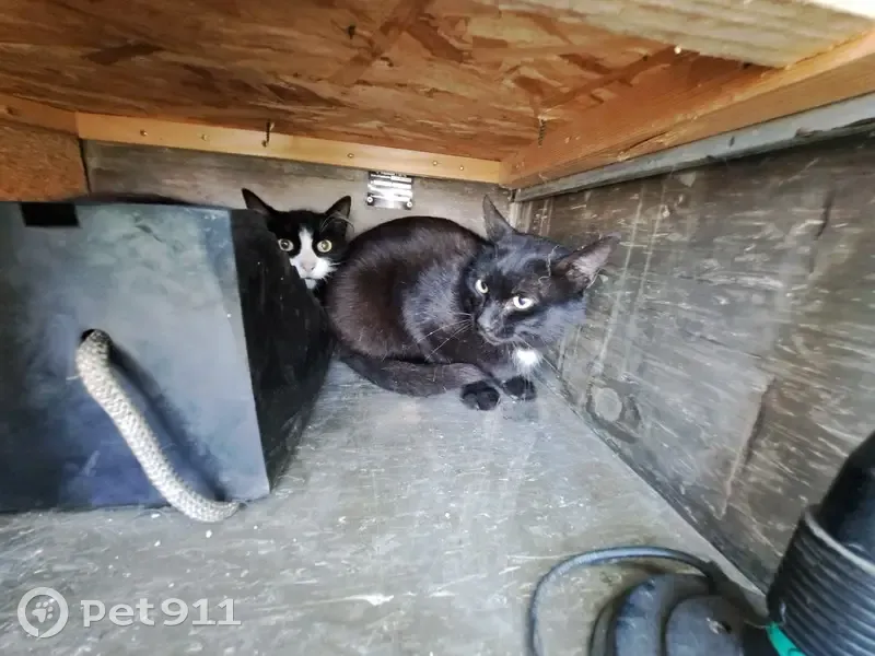 Quatre chats disparus à Saint-Viaud - photo
