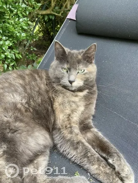 Chatte européenne écailles de tortue perdue - photo