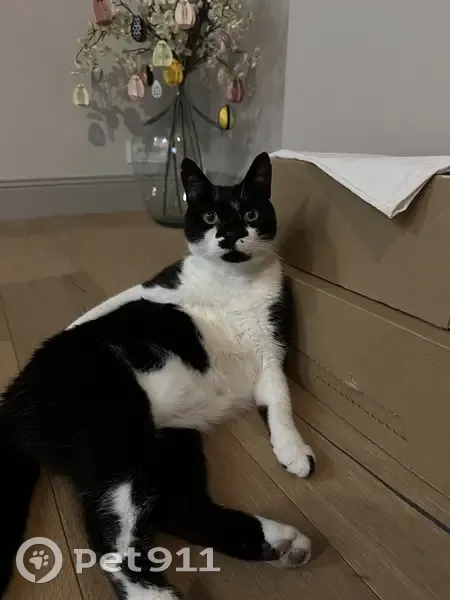 Chat Noir et Blanc Disparu à Wattrelos - photo