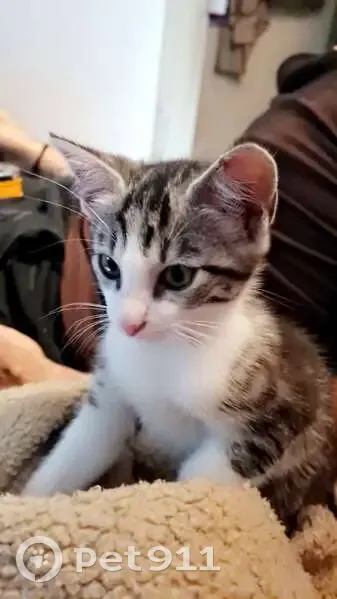 Chaton tigré perdu, collier rose, Rue Sully - photo