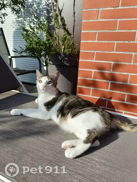 Chat mâle 3 ans gris/blanc perdu à Yutz - photo