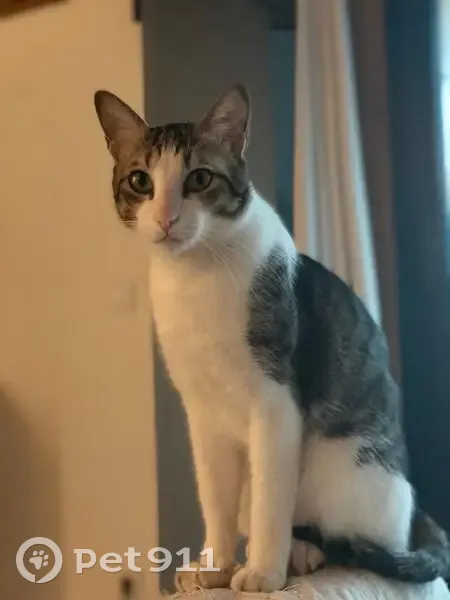 Chat tigré et blanc perdu à Bordeaux - photo