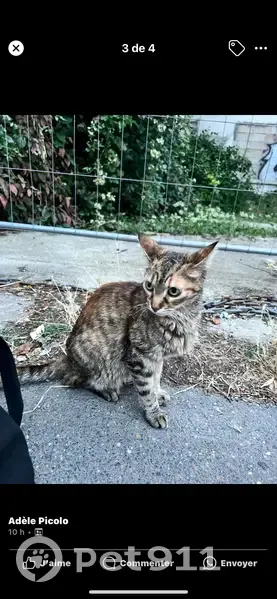 Chatte grise perdue, collier rose à Houilles - photo