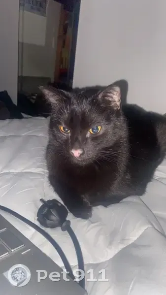 Chat noir européen disparu à Grenoble - photo