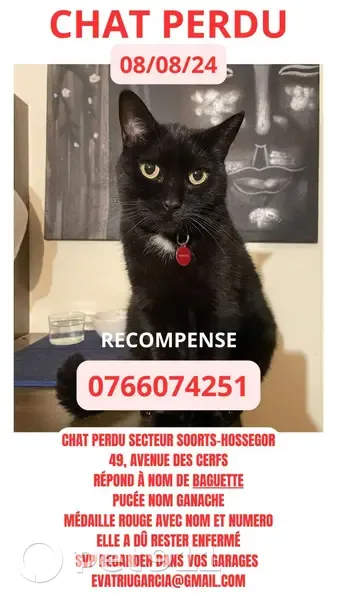 Chatte noire perdue à Soorts-Hossegor - photo