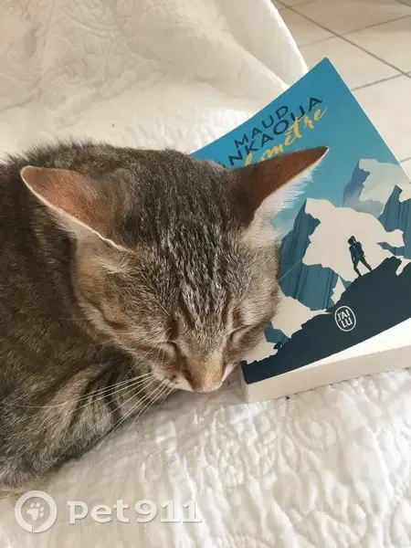 Chat européen 12 ans disparu, tatoué, sauvage - photo