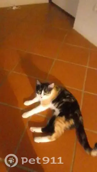Chatte tricolore perdue à Cap Est - photo
