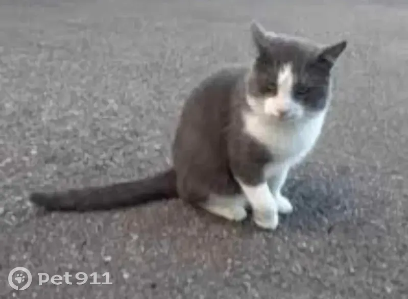 Chats Miraculous et Pouet Pouet Disparus - photo