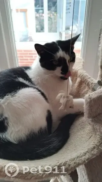 Chat mâle noir et blanc perdu à Servins - photo