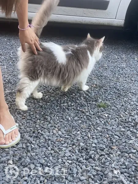 Chat trouvé à Quincampoix, blanc et gris - photo