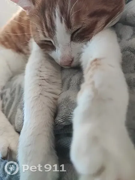 Chat tigré roux et blanc disparu à Sainte-Anne - photo