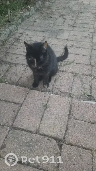 Chatte écaille de tortue trouvée, Buxières - photo