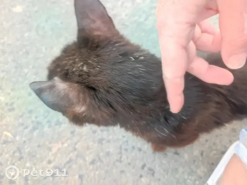 Chat noir maigre trouvé près d'Aix-Noulette - photo