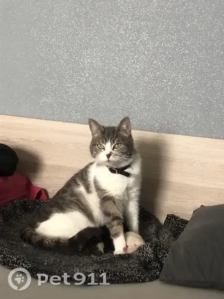 Chat perdu aux Sorinières, Pays de la Loire - photo