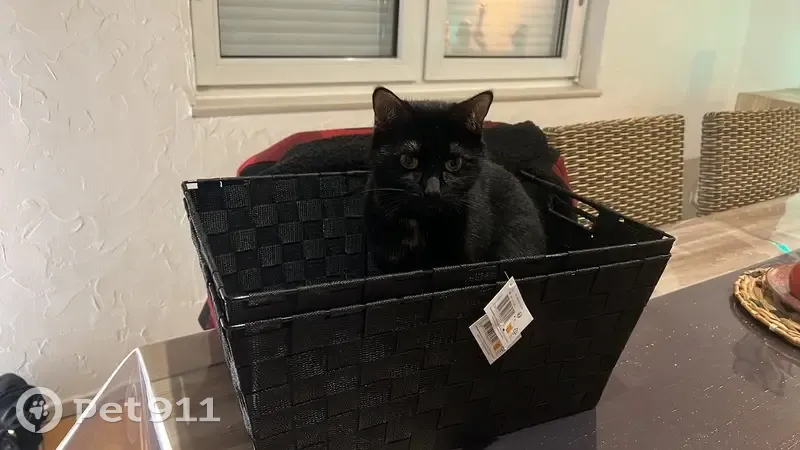 Chatte noire et écaille perdue à Kalhausen - photo