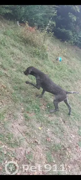 Chien perdu à Castelsarrasin - Contactez-moi - photo