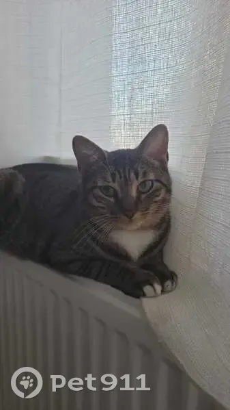 Chatte européenne 18 mois disparue à Villeurbanne - photo