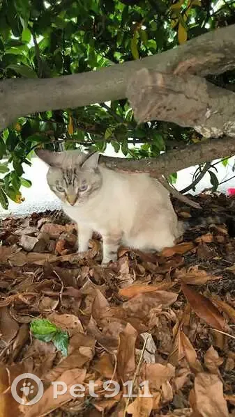 Chatte crème-gris beige trouvée à Sartrouville - photo