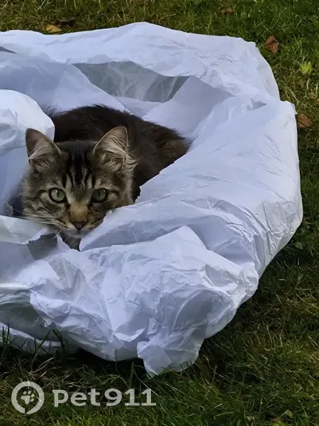 Urgent : Chat tigré disparu à Val-Couesnon - photo