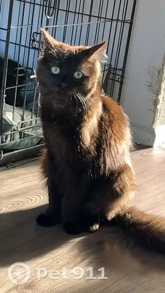 Chat noir poil mi-long disparu à Freyming-Merlebach - photo
