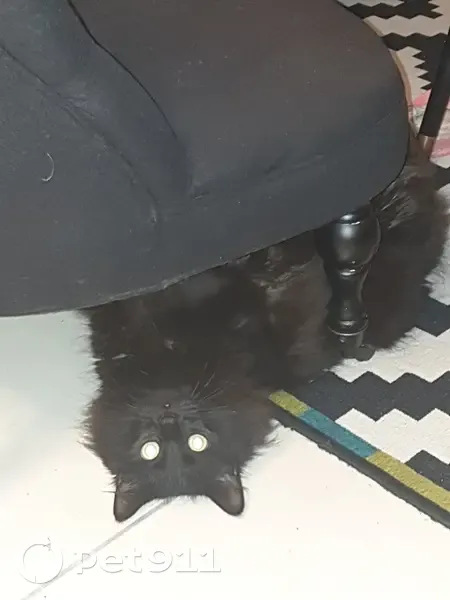 Chat noir dodu disparu à Meursac - photo