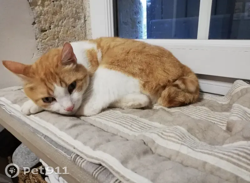 Chat blanc et roux perdu à Bajamont - photo