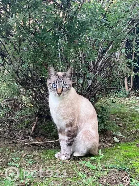 Chat européen disparu à Chelles, rue Delasalle - photo