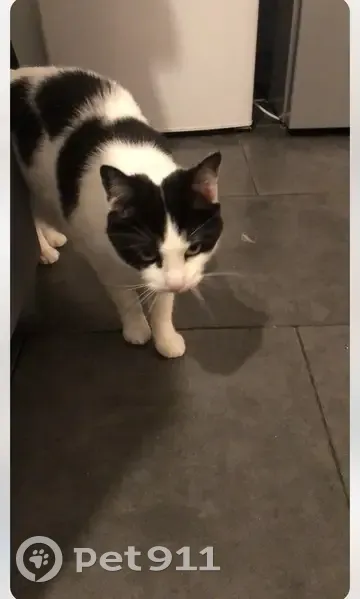 Chat mâle blanc tacheté disparu à Marquette - photo