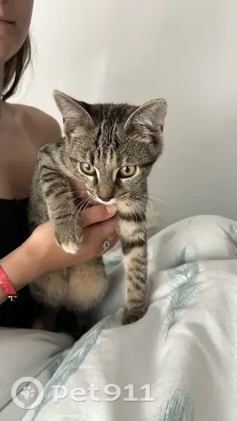 Chaton tigré trouvé à Villeurbanne - photo